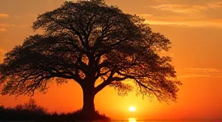 The Emerald Lament: Finding Resilience in Juniper’s Fall